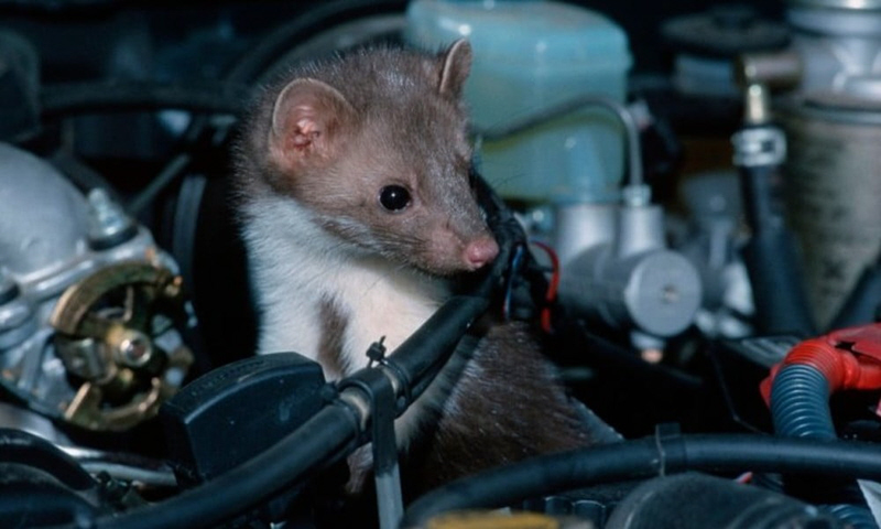 Chuột - Kẻ phá hoại hàng đầu khoang động cơ ô tô